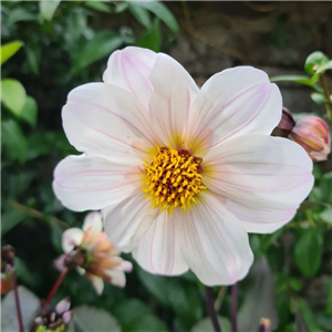 Dahlia 'Bishop Of Leicester'